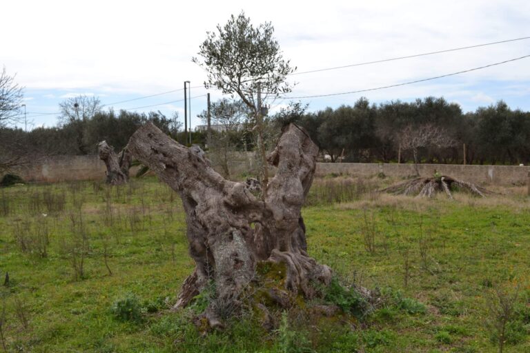 I bimbi della don Milani in visita ad Alliste I bimbi della don Milani in visita ad Alliste - Osservatorio Fasano