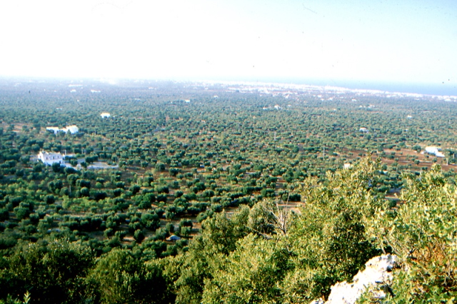 Selva di Fasano: è allarme per i tanti furti nelle abitazioni Selva di Fasano: è allarme per i tanti furti nelle abitazioni - Osservatorio Fasano
