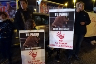 ‘Quattrozampe nel cuore’ contro il Circo 'Quattrozampe nel cuore' contro il Circo - Osservatorio Fasano