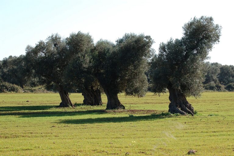 Xylella: l’incubo batterio spaventa anche gli agricoltori di Fasano Xylella: l'incubo batterio spaventa anche gli agricoltori di Fasano - Osservatorio Fasano