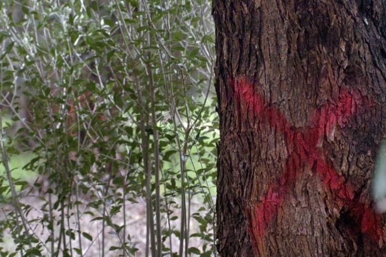 Xylella anche a Fasano Xylella anche a Fasano - Osservatorio Fasano