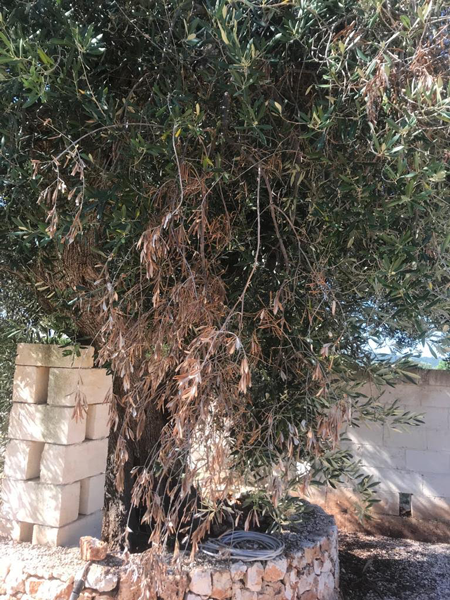 Xylella: alberi infetti segnalati a Montalbano Xylella: alberi infetti segnalati a Montalbano - Osservatorio Fasano