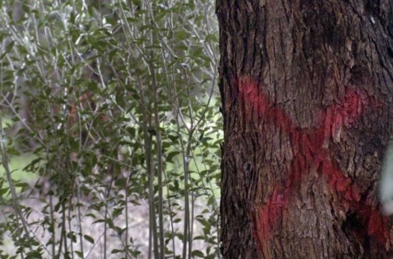Xylella: risposte positive dalla Regione Xylella: risposte positive dalla Regione - Osservatorio Fasano