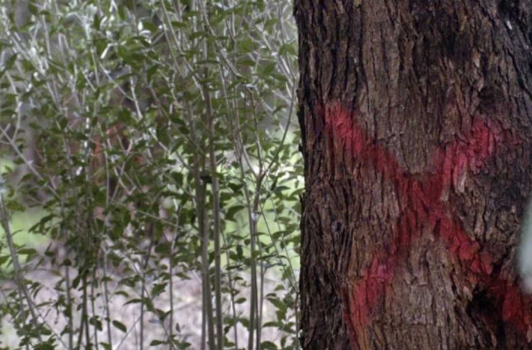 Xylella Fastidiosa: Obbligo di inteventi di contenimento da effettuarsi nel mese di aprile Xylella Fastidiosa: Obbligo di inteventi di contenimento da effettuarsi nel mese di aprile - Osservatorio Fasano