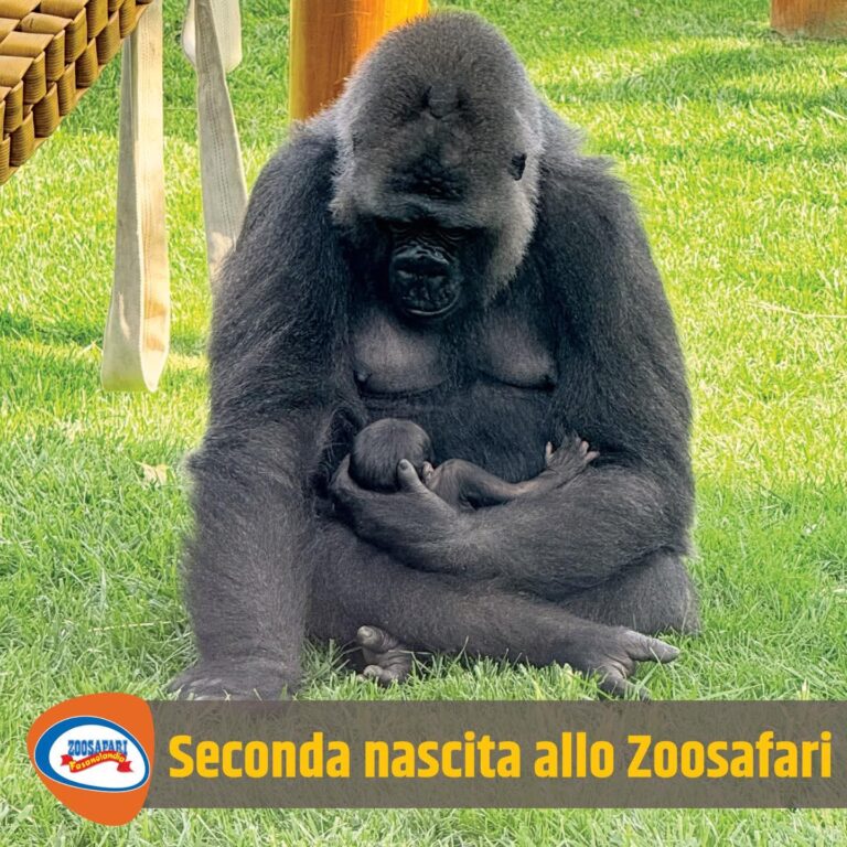Doppia gioia allo ZooSafari: un altro piccolo gorilla arriva a Fasano - Osservatorio Fasano