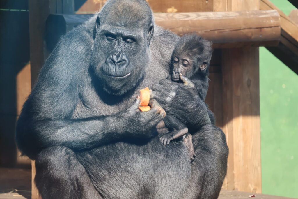 Festa di Sant’Antonio, la fede abbraccia la natura: il Vescovo benedice i cuccioli di Gorilla allo Zoosafari - Osservatorio Fasano