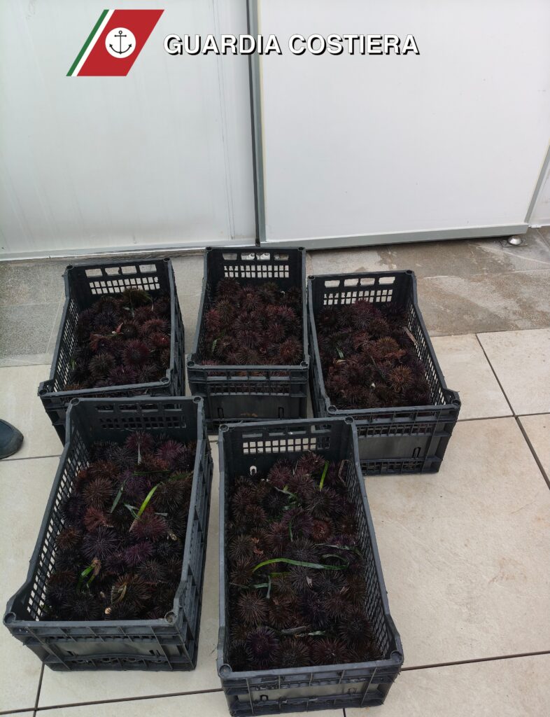Blitz della Guardia Costiera nel Fasanese: sequestrati 50 kg di ricci di mare in un ristorante - Osservatorio Fasano