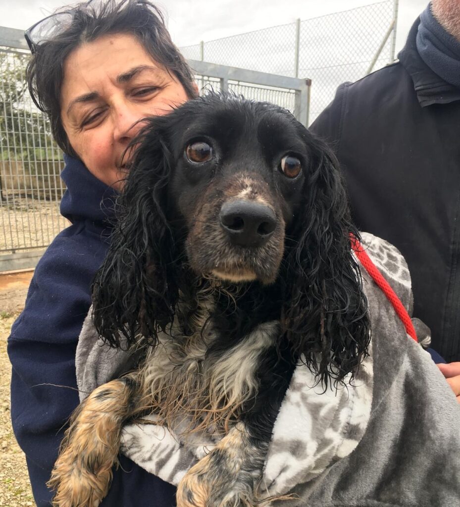 Sette anni dietro le sbarre: il riscatto di una Springer Spaniel finalmente libera - Osservatorio Fasano