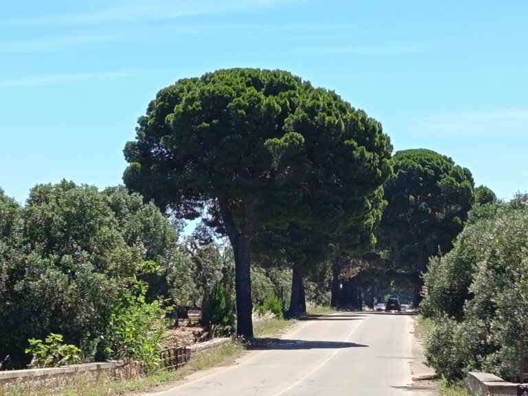 Sicurezza stradale e tutela dei cittadini: presentata mozione sugli alberi lungo le carreggiate comunali. Sicurezza stradale e tutela dei cittadini: presentata mozione sugli alberi lungo le carreggiate comunali. - Osservatorio Fasano