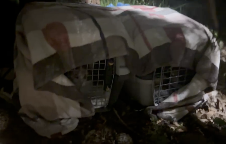 Crudele abbandono alla Selva di Fasano: sei gatti lasciati nei trasportini - Osservatorio Fasano