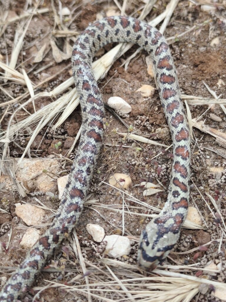 colubro leopardino