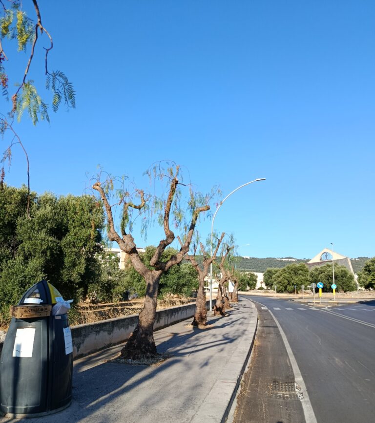 L’Associazione U’mbracchie all’Amministrazione: «Servono acqua e pianificazione per il centro storico e il verde» - Osservatorio Fasano