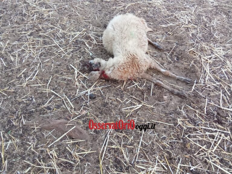 Attacco di lupi a Salamina: strage di pecore nella notte Attacco di lupi a Salamina: strage di pecore nella notte - Osservatorio Fasano